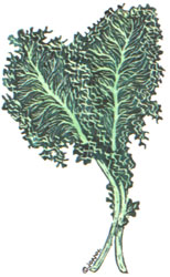 
ILLUSTRATIONS BY JOANNA ROY

